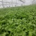 冰草、冰菜、非洲冰草、特菜、基地直供、量大优惠