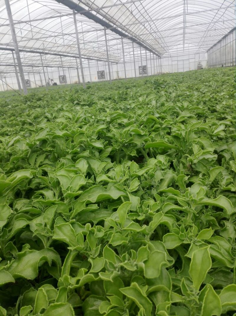 冰草、冰菜、非洲冰草、特菜、基地直供、量大优惠