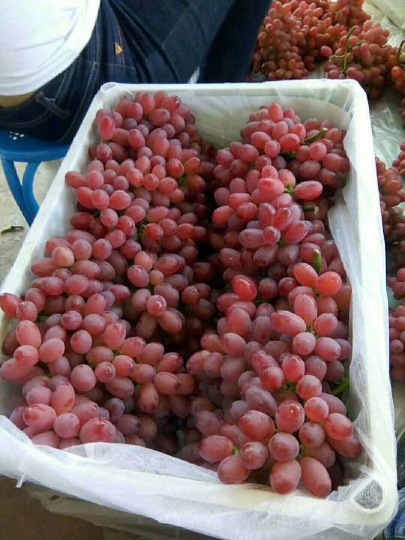 夏黑葡萄苗30~50cm1年