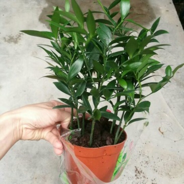 竹柏盆景含盆20~30cm