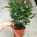 竹柏盆景含盆20~30cm