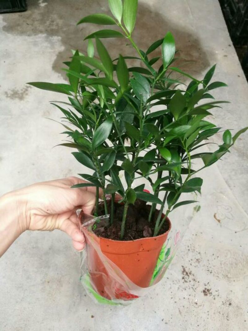 竹柏盆景含盆20~30cm