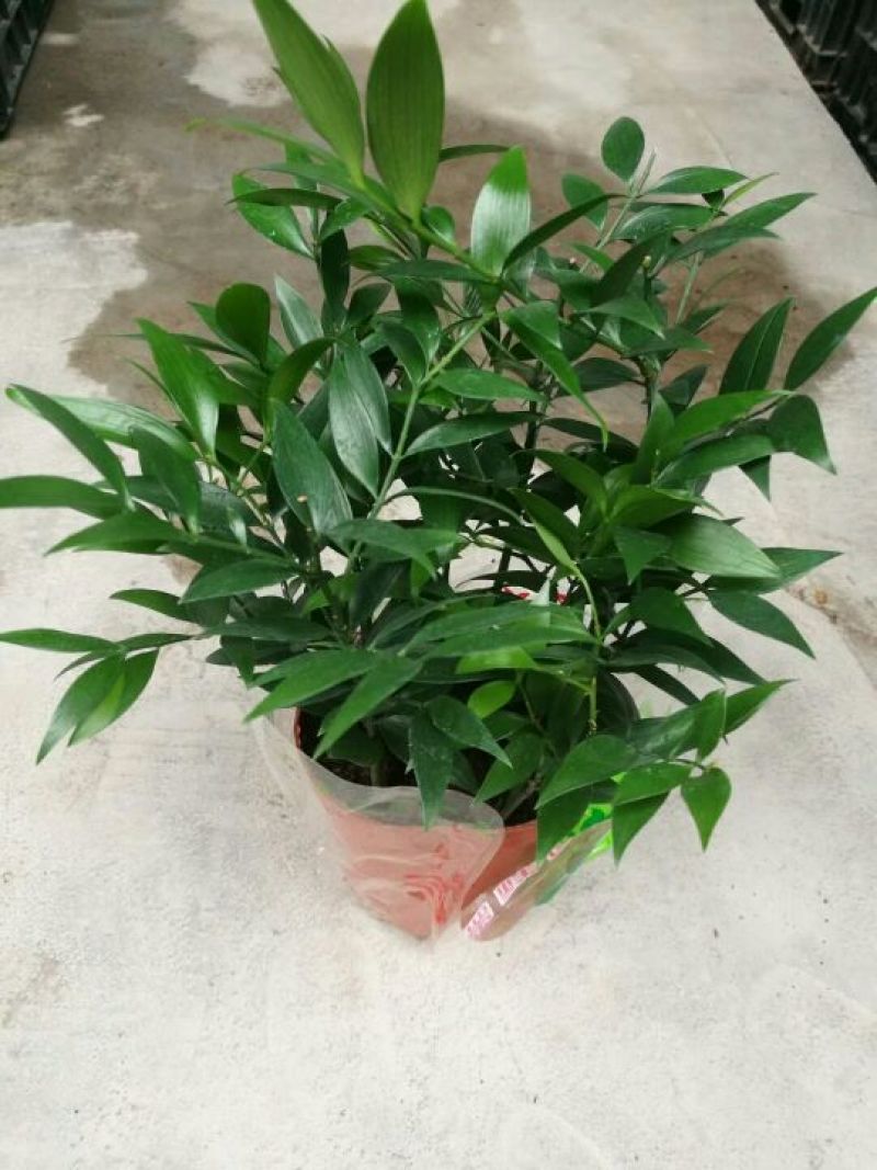 竹柏盆景含盆20~30cm
