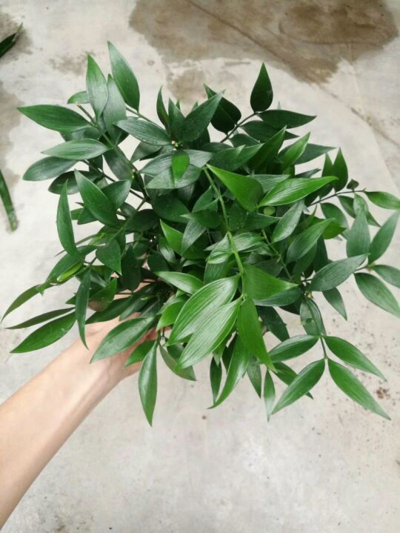 竹柏盆景含盆20~30cm