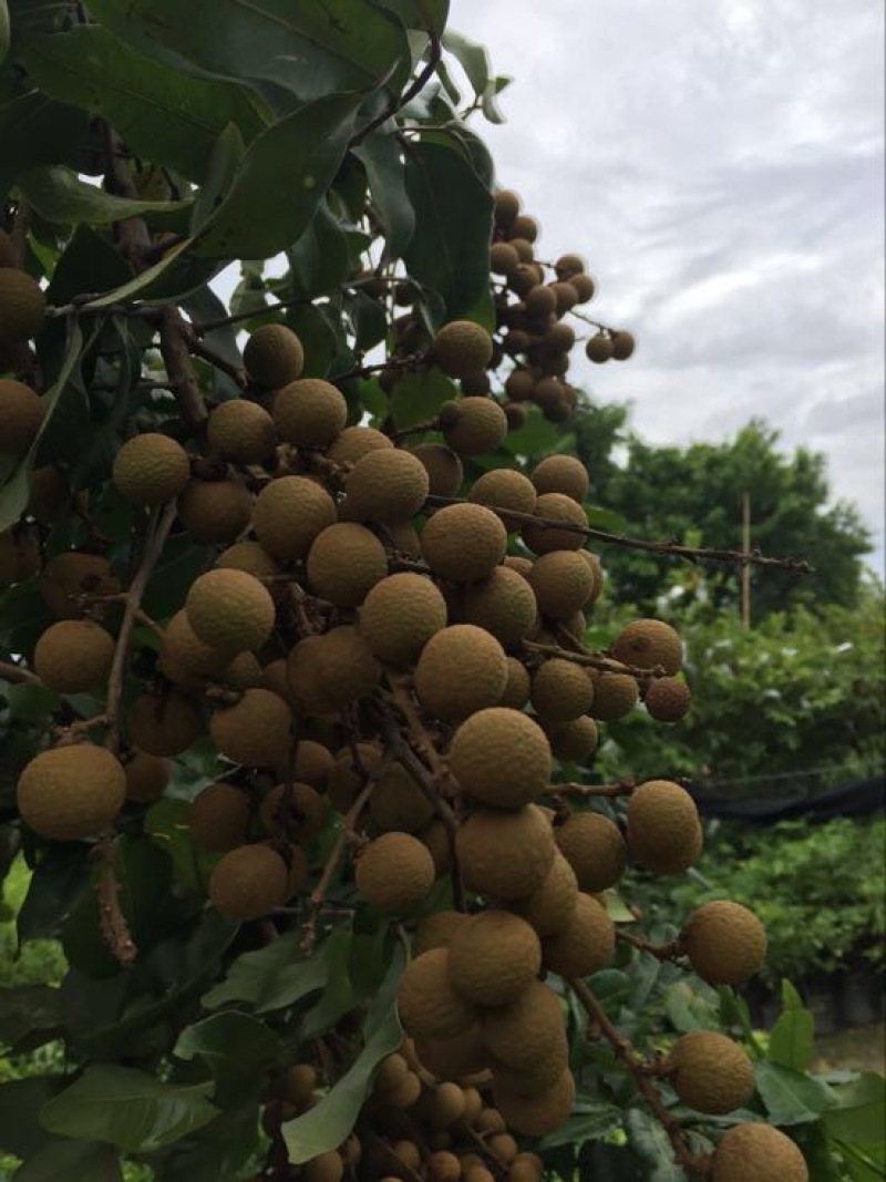 石硖古山二号特早熟储良四季蜜龙眼苗一年苗嫁接苗