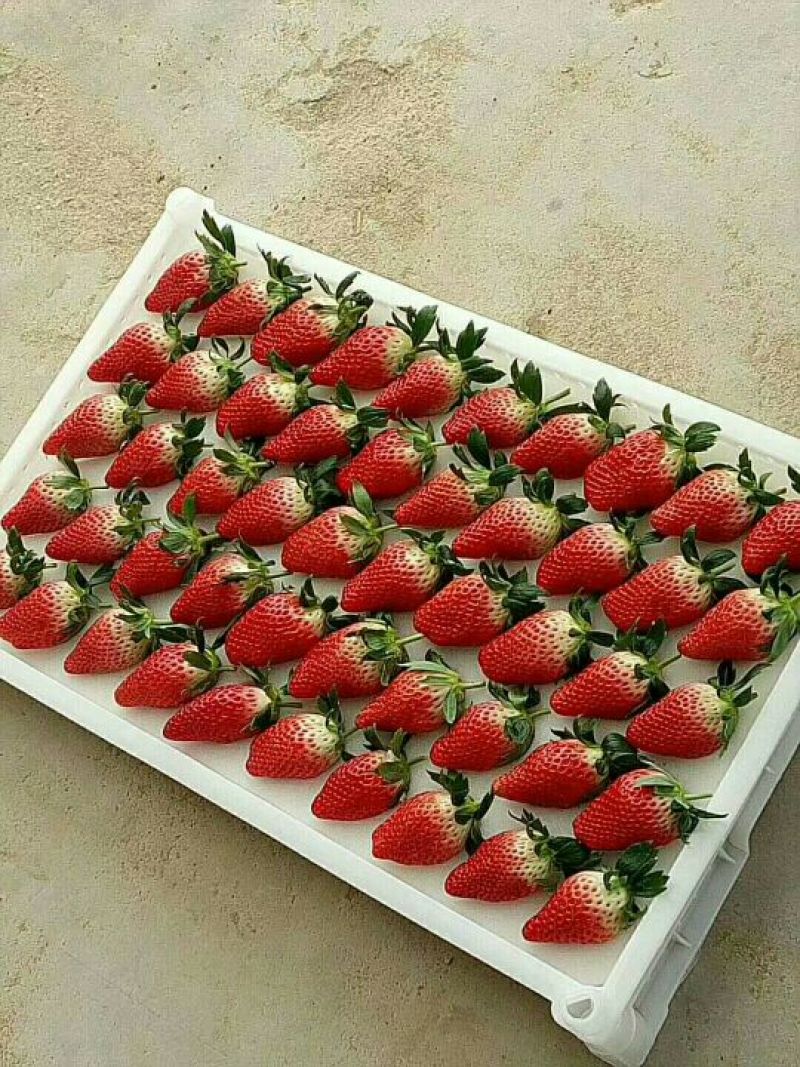 章姬草莓15~40克