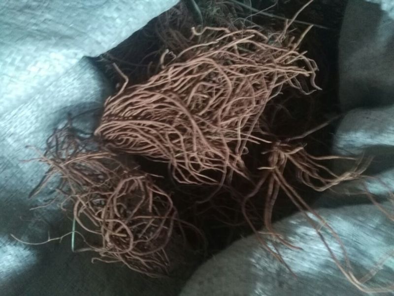 白薇质量好需要的老板联系我