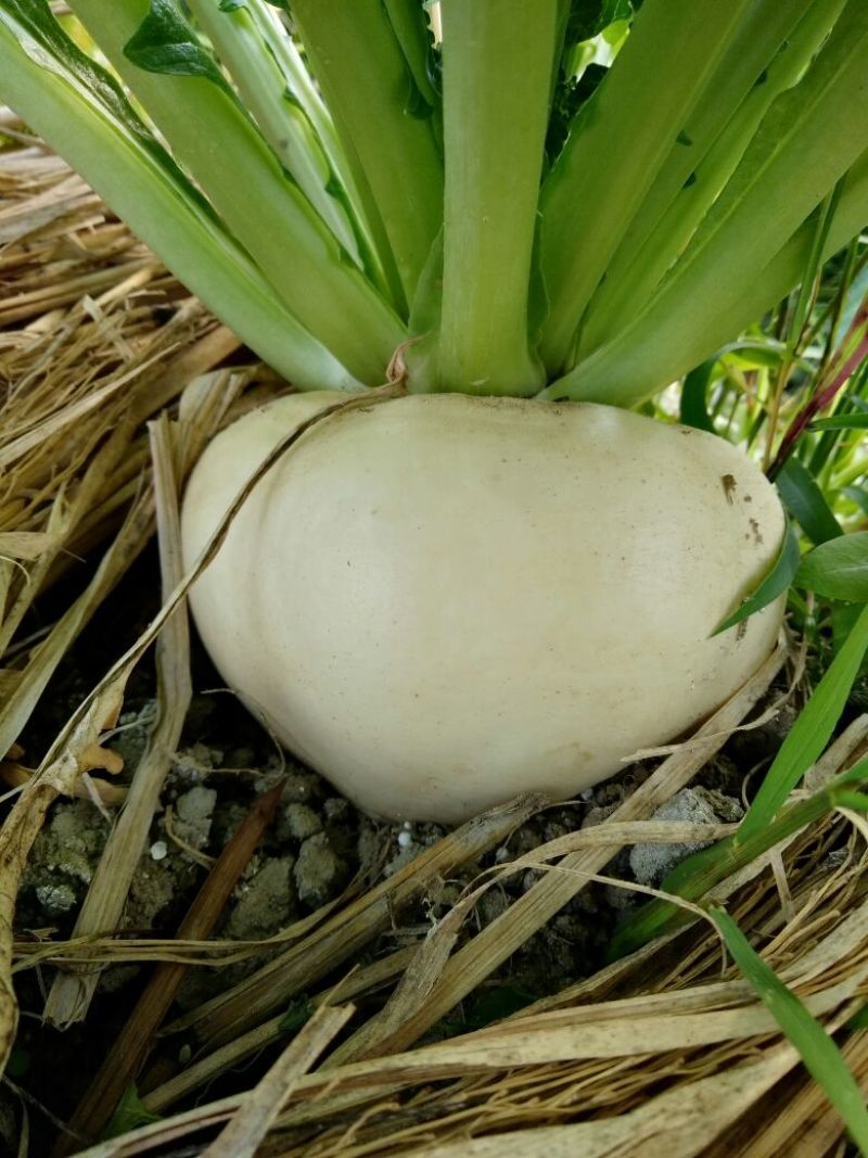 盘菜圆形