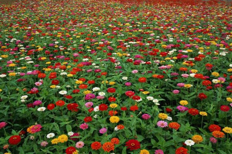 百日草花种子四季易种室外庭院阳台景观花海，百日草种子