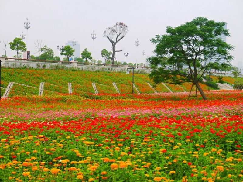 百日草花种子四季易种室外庭院阳台景观花海，百日草种子