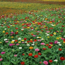 百日草花种子四季易种室外庭院阳台景观花海，百日草种子