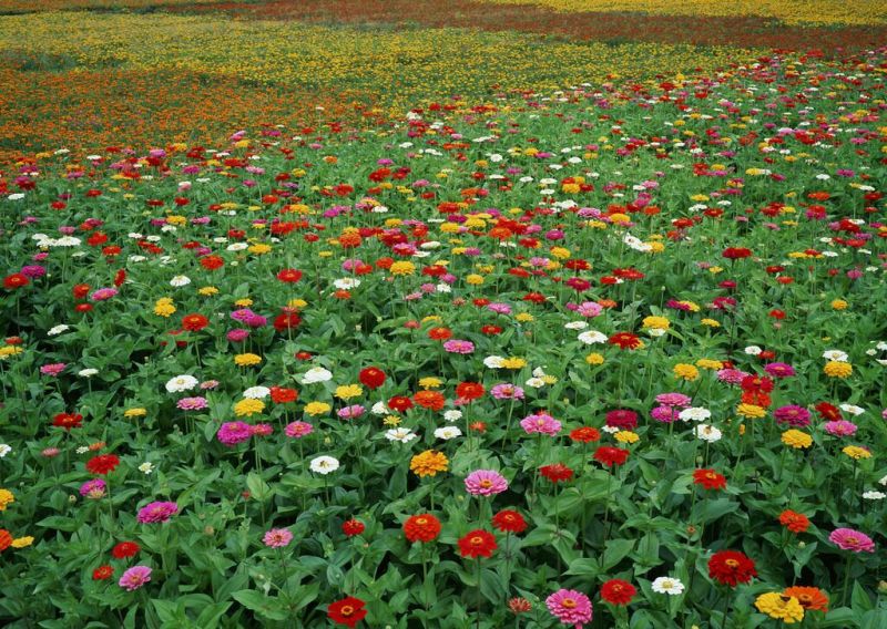 百日草花种子四季易种室外庭院阳台景观花海，百日草种子