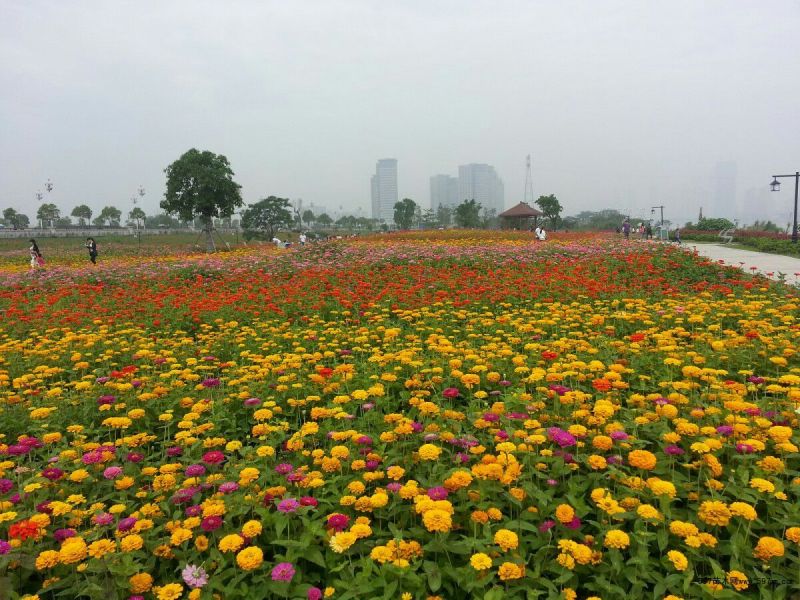 百日草花种子四季易种室外庭院阳台景观花海，百日草种子