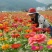 百日草花种子四季易种室外庭院阳台景观花海，百日草种子