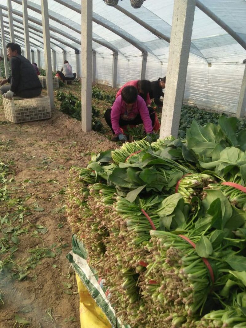 惠民万亩菠菜主产区大量上市，欢迎新老客户下单