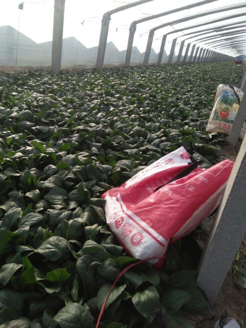 惠民万亩菠菜，大叶菠菜25～30厘米，欢迎新老客户下单