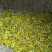野菊花散装