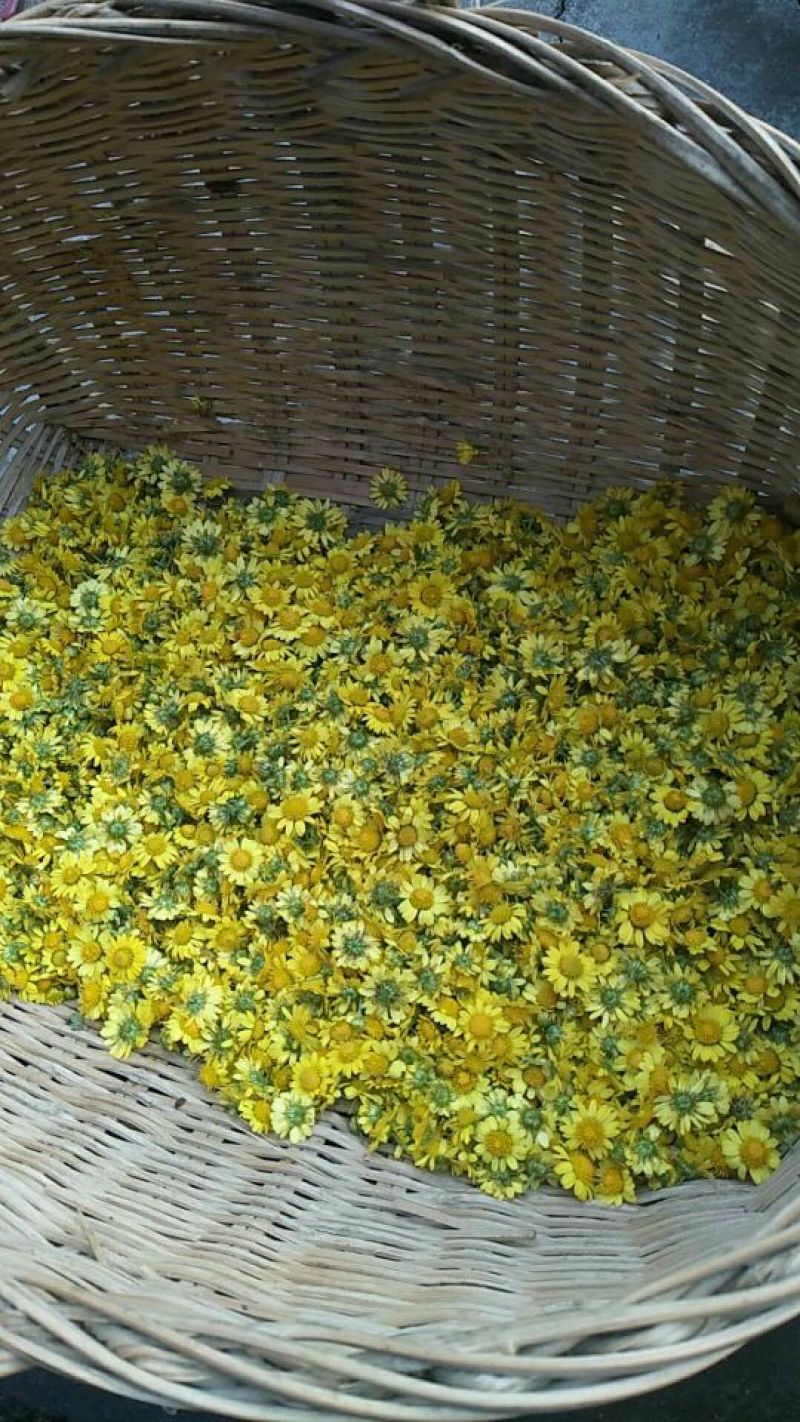 野菊花散装