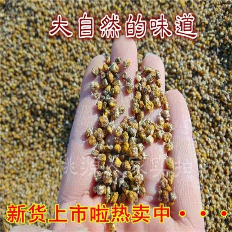 野菊花散装