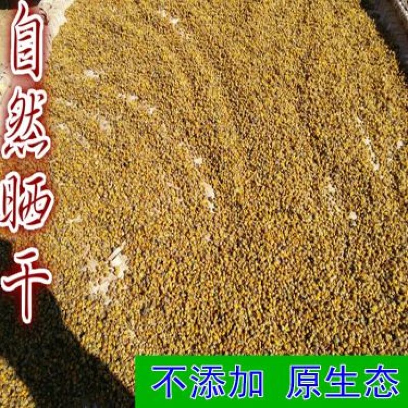 野菊花散装