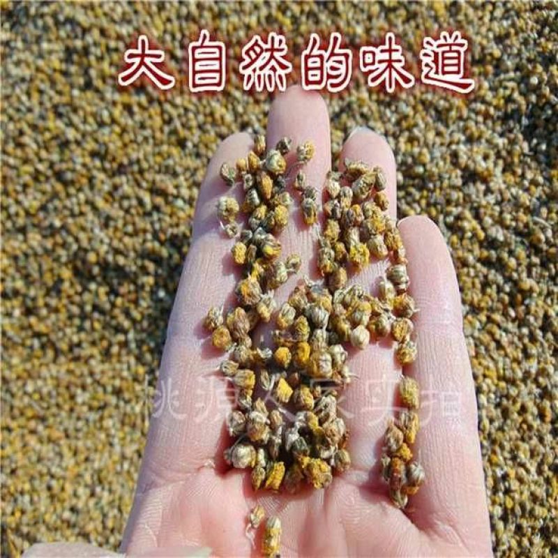 野菊花散装