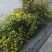 野菊花散装