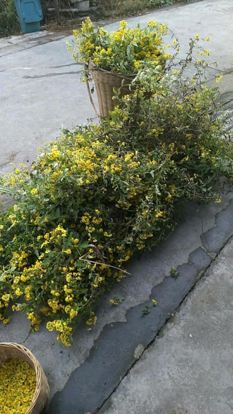 野菊花散装