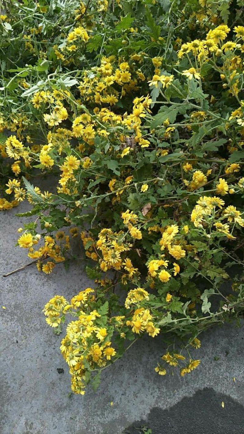 野菊花散装