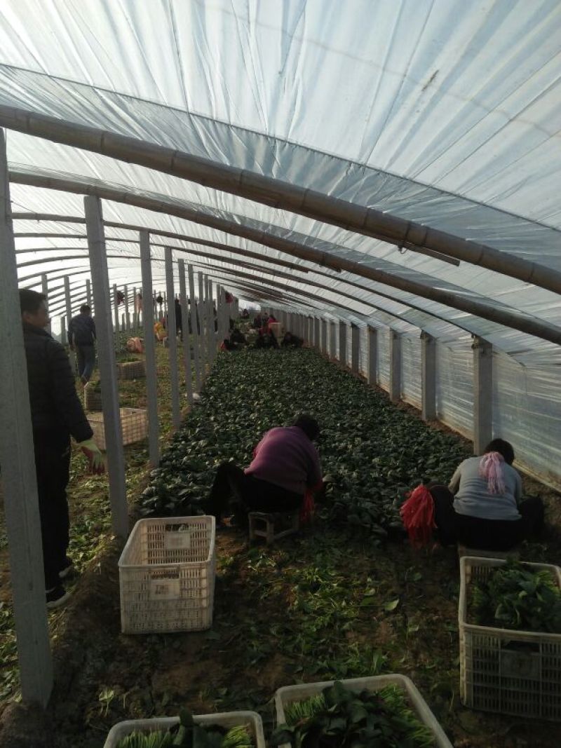 惠民万亩菠菜，大叶菠菜25～30厘米，欢迎新老客户下单
