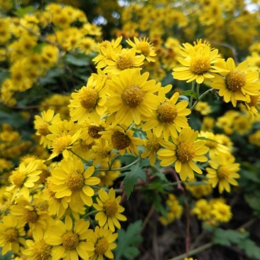 野菊花散装