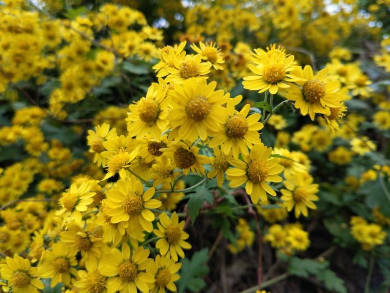 野菊花散装