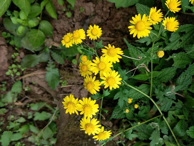 野菊花散装