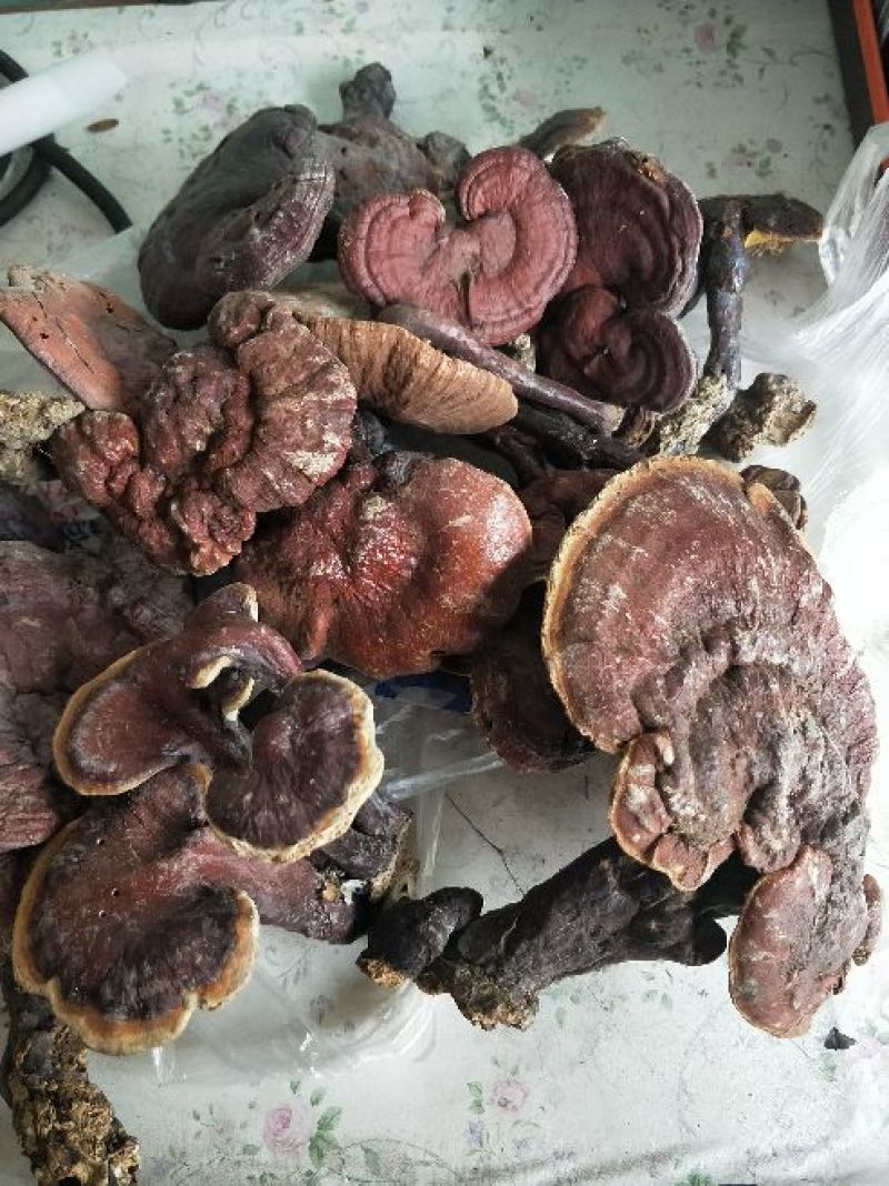 紫灵芝8~12公分