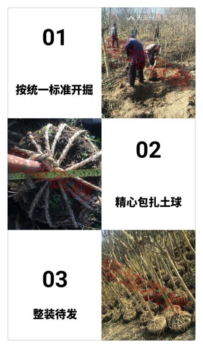 紫薇2~3米8~10cm2.5~3米