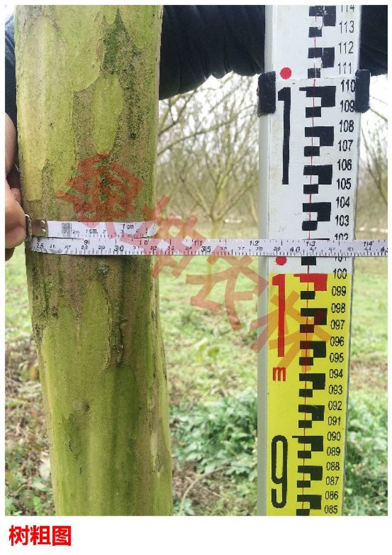 紫薇2~3米8~10cm2.5~3米