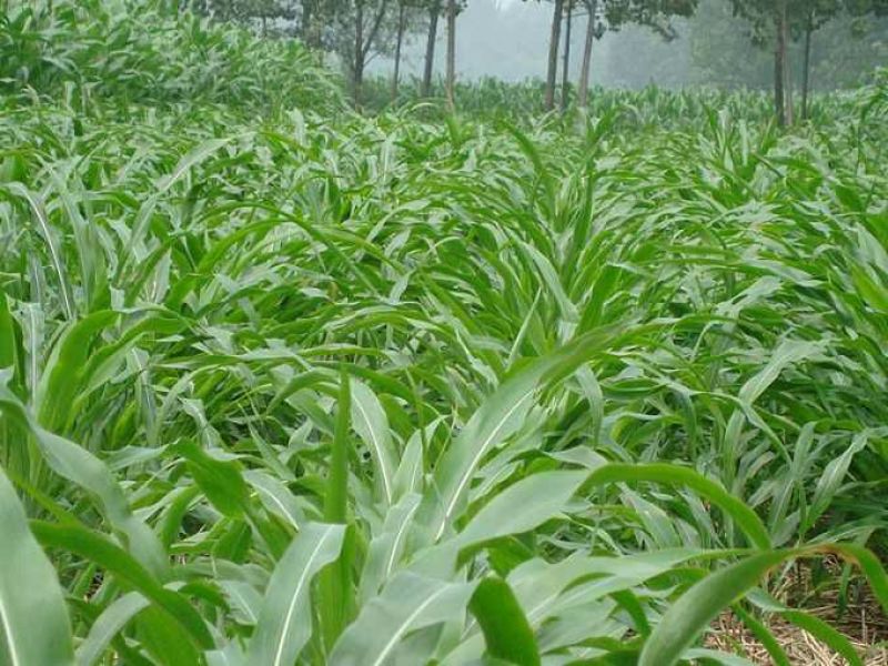 墨西哥玉米草种子保出芽，支持货到付款包邮价