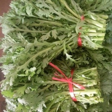 茼蒿25~30cm