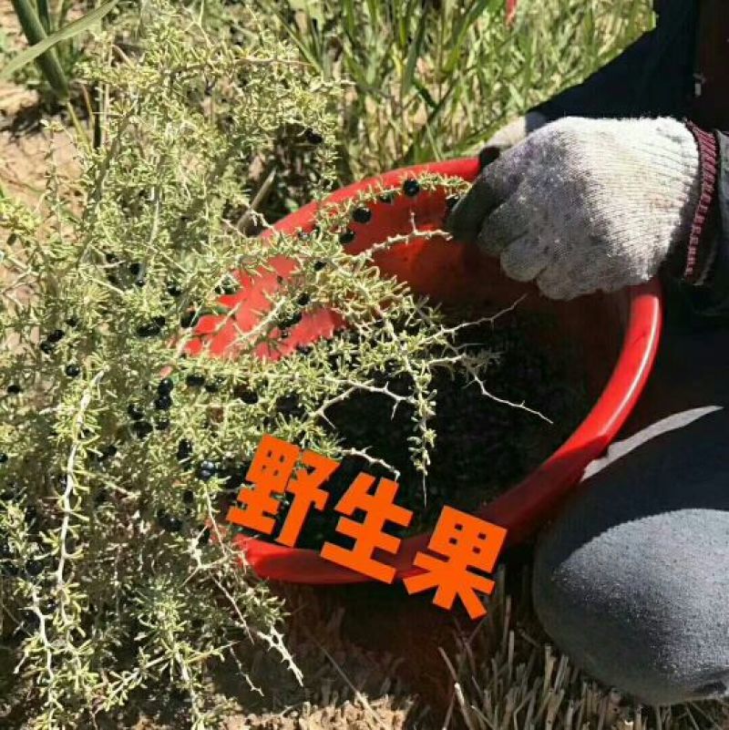 【热销】黑枸杞头茬干货纯野生大果产地发货