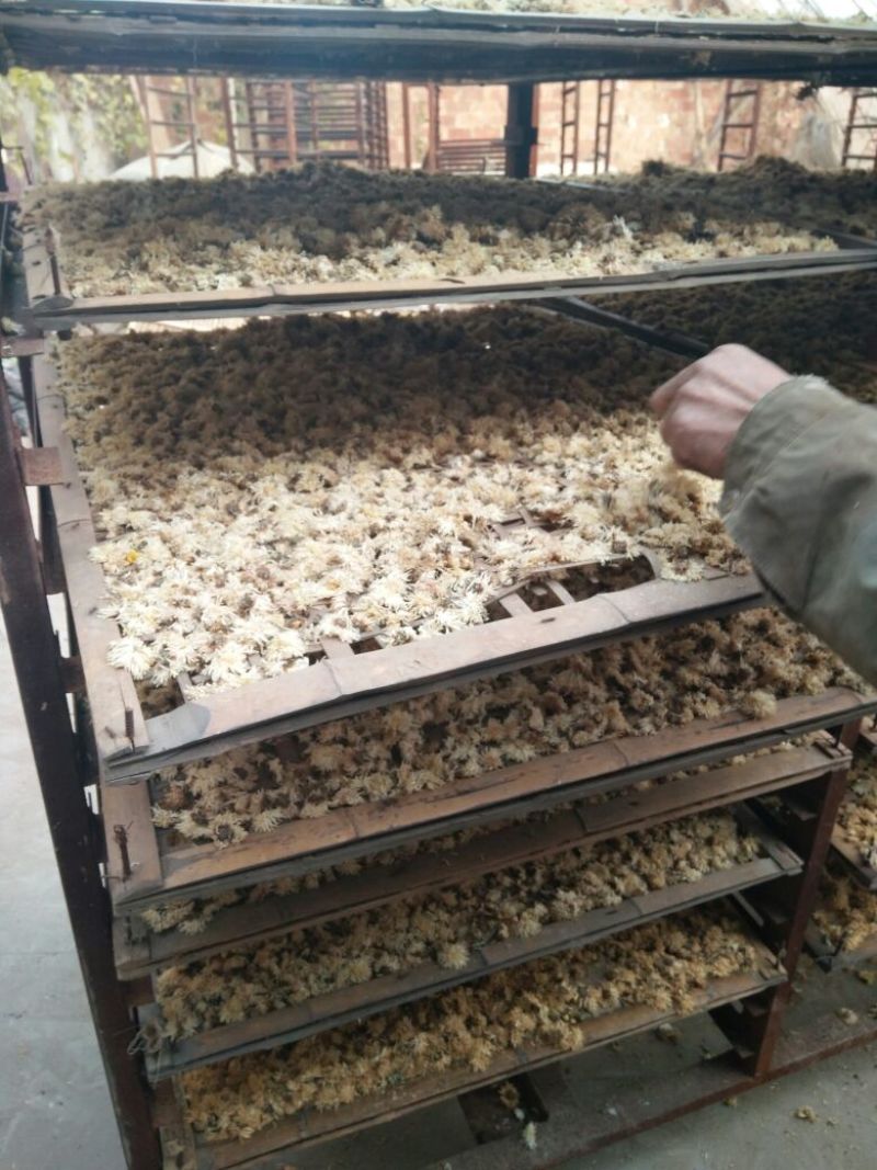 杭白菊散装