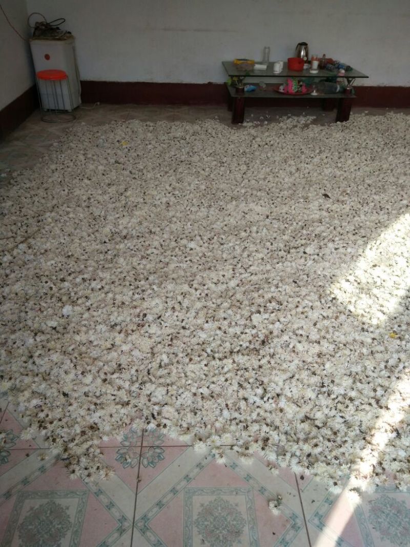 杭白菊散装
