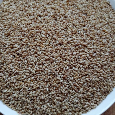 冀9104芝麻炒好的熟芝麻。
