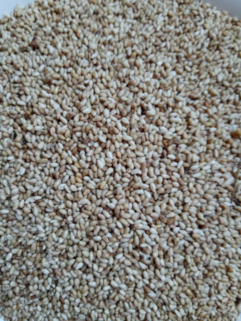 冀9104芝麻炒好的熟芝麻。