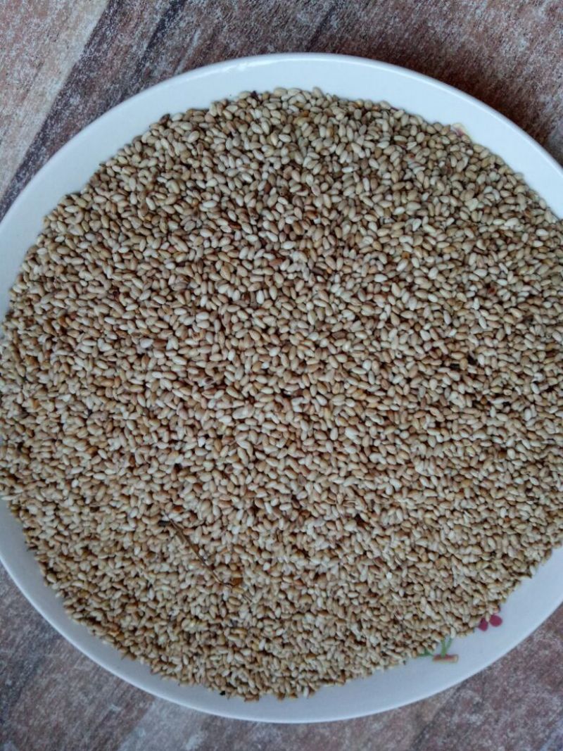 冀9104芝麻炒好的熟芝麻。