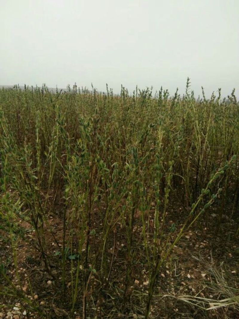 冀9104芝麻炒好的熟芝麻。