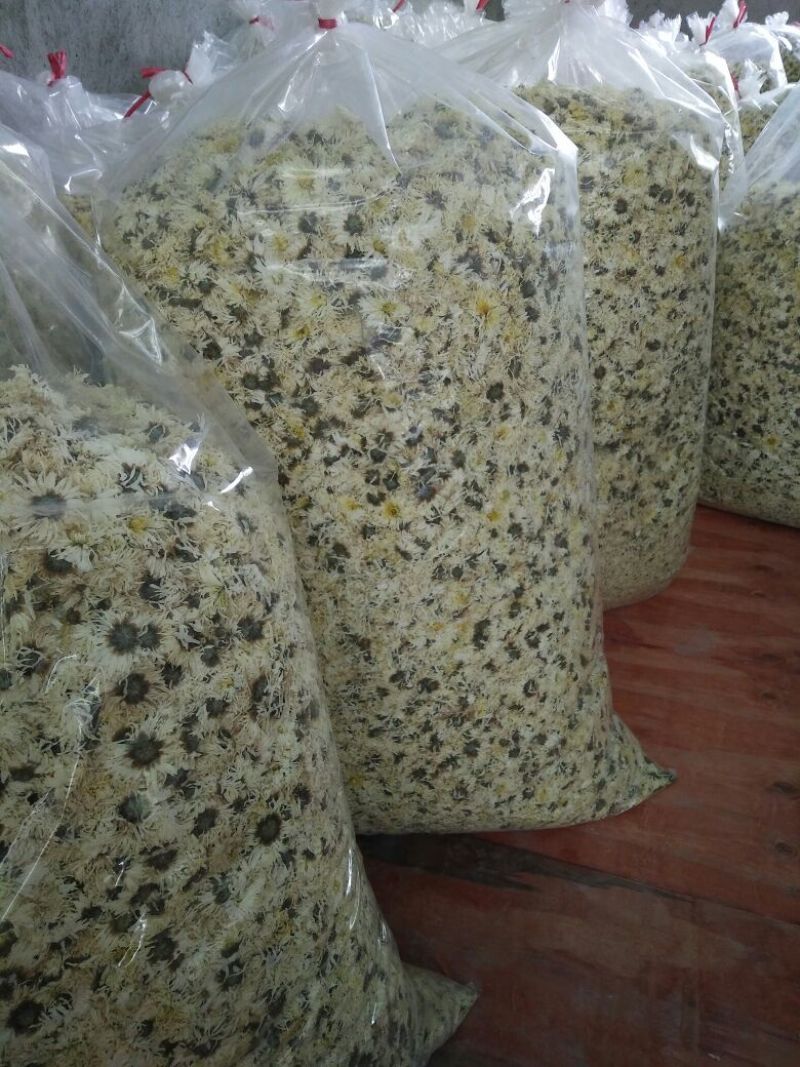 药用菊花袋装