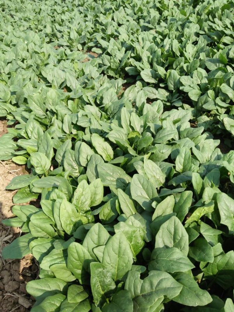 大叶菠菜30~35厘米