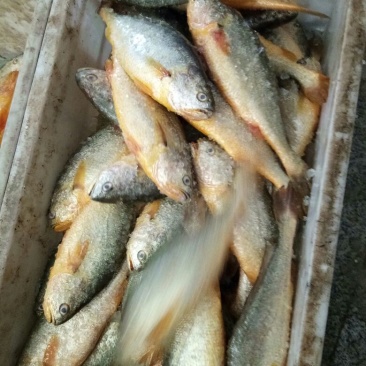 大黄鱼食用