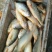 大黄鱼食用