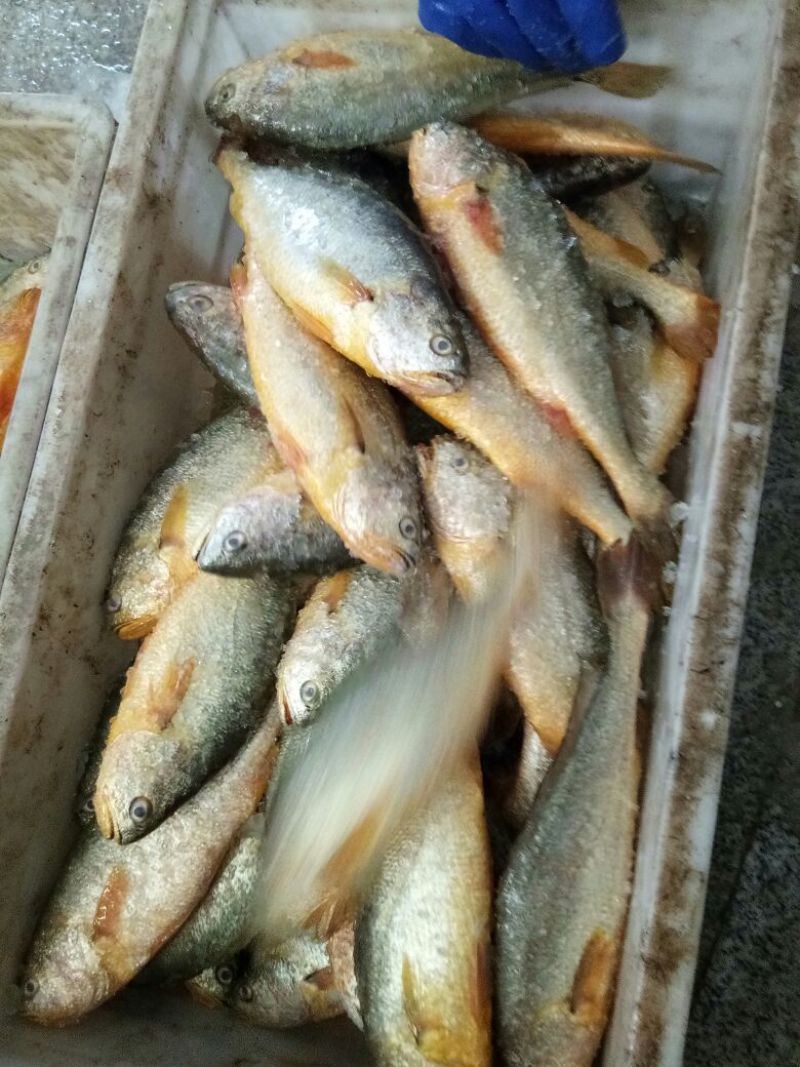 大黄鱼食用