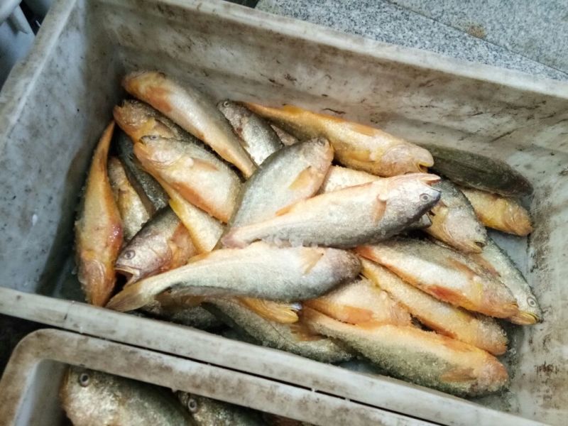 大黄鱼食用
